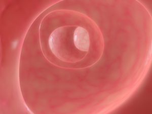 Healthy Colon